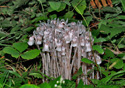 Monotropa uniflora